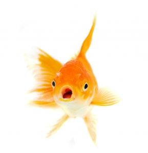 The memory of a goldfish lasts only three seconds