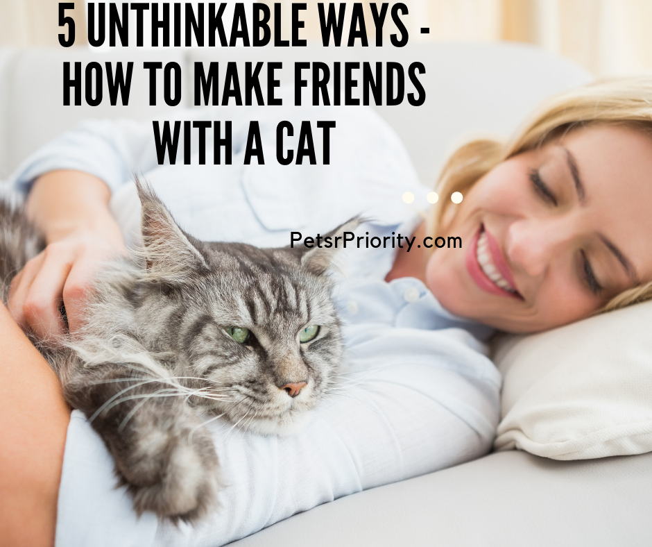 5 Unthinkable Ways - How to make friends with a cat