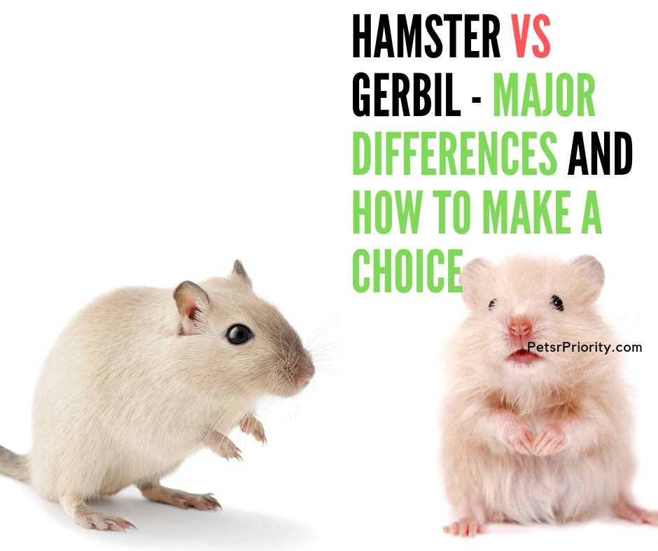 Hamster vs Gerbil - Major Differences and How to make a Choice