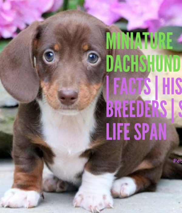 Miniature Dachshund Fun Facts History Breeders