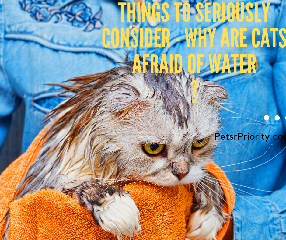Things To Seriously Consider - Why are cats afraid of water