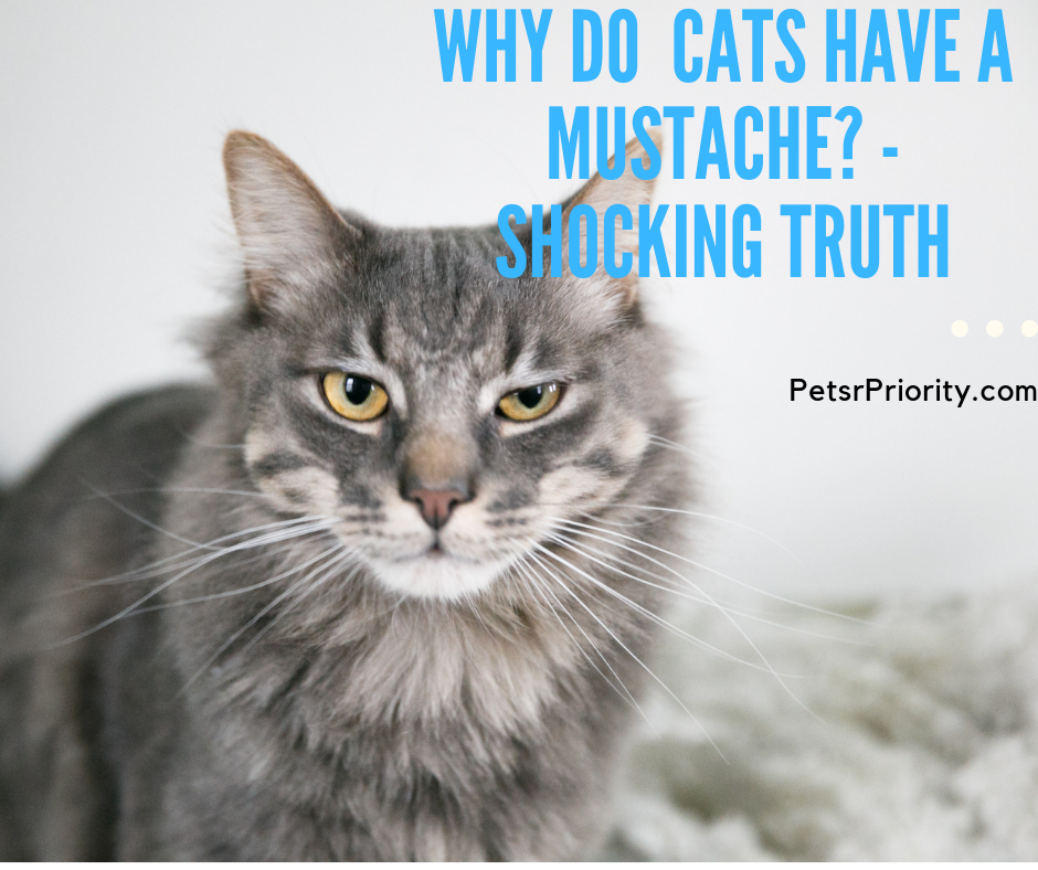 Why do cat shave a mustache - Shocking Truth