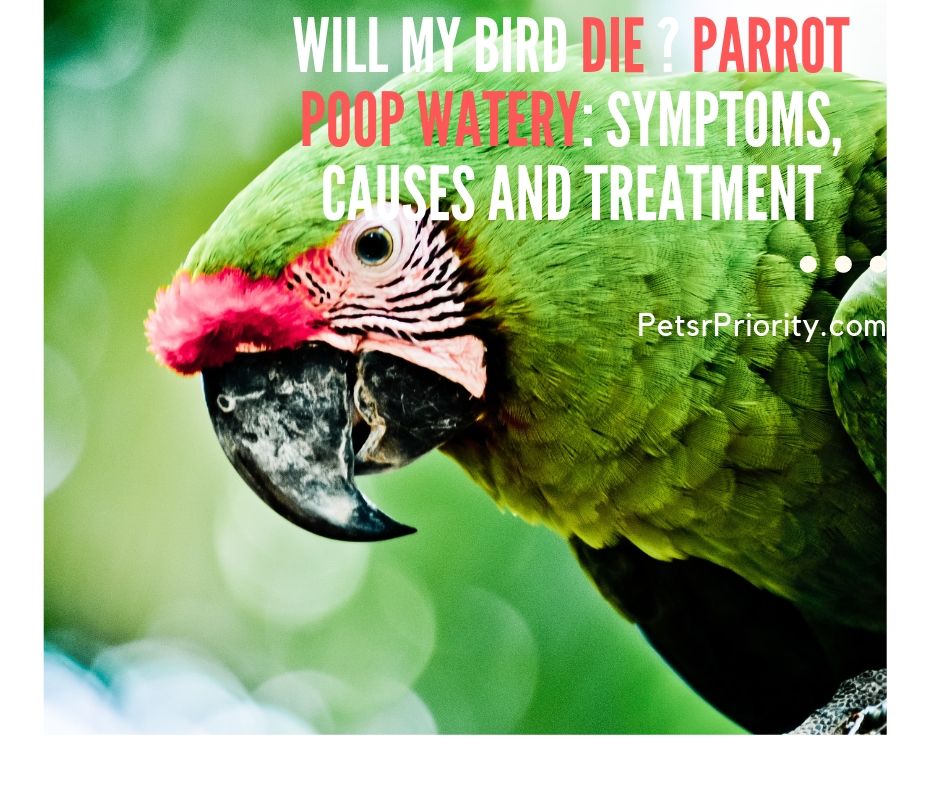Will My Bird Die - Parrot Poop Watery Symptoms, causes and treatment