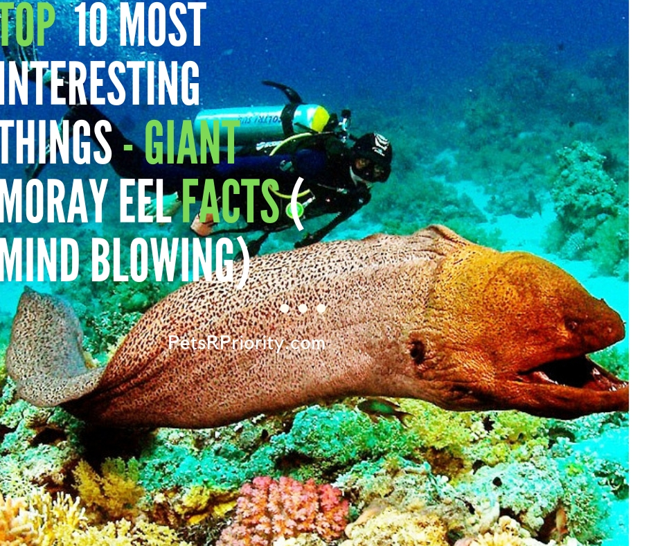 Top 10 Most Interesting Things - Giant Moray Eel Facts ( Mind-Blowing)