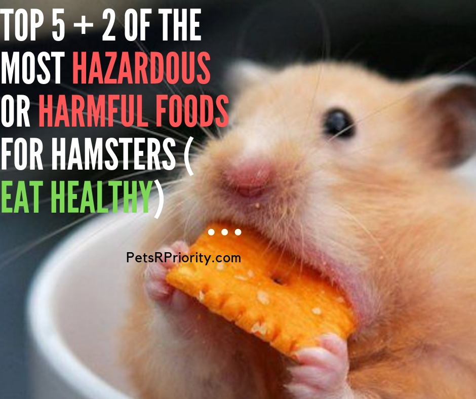 Top 5 + 2 of The Most Hazardous or Harmful food s For Hamsters ( Eat Healthy)
