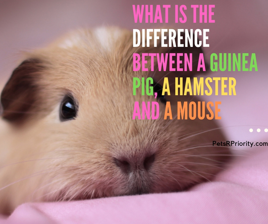 What is the difference between a guinea pig, a hamster and a mouse