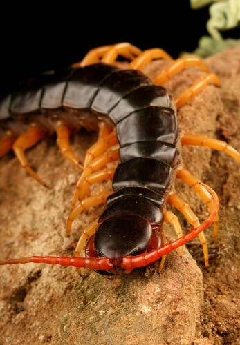 Centipede or Millipede? You are interested in differentiating them - My animals