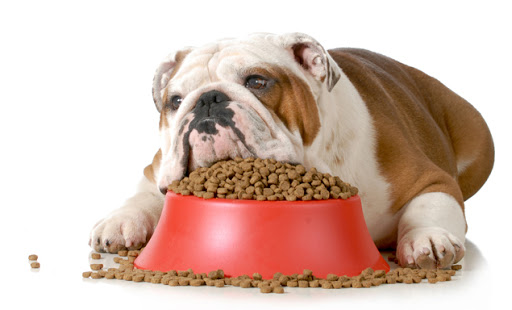 My Dog isn't Eating But Acting Normal 5 solutions