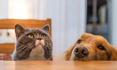 Amare un cane o un gatto: quali sono le differenze