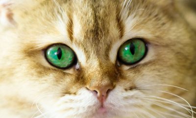 Gli occhi di un gatto