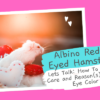 Albino-Red-Eyed-Hamsters.