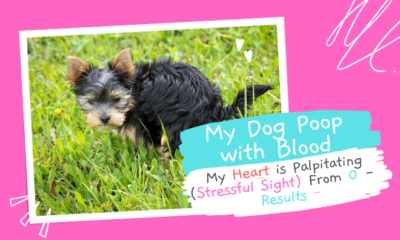 My-Dog-Poop-With-BlooD