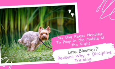 My-Dog-Keeps-Neeeding-To-Poop-In-The-Middle-of-the-Night