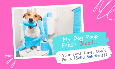 My-Dog-Poop-Fresh-blood