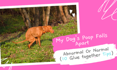 My-Dogs-Poop-Falls-Apart