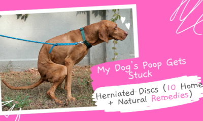 My-Dogs-Poop-Gets-Stuck