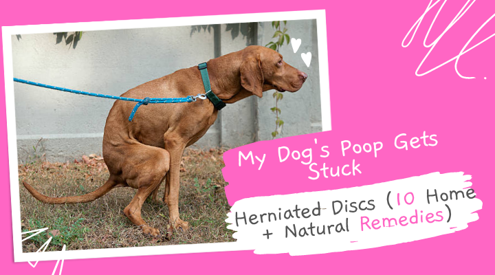 My-Dogs-Poop-Gets-Stuck