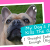 My-Dogs-Poop-Kills-The-Grass