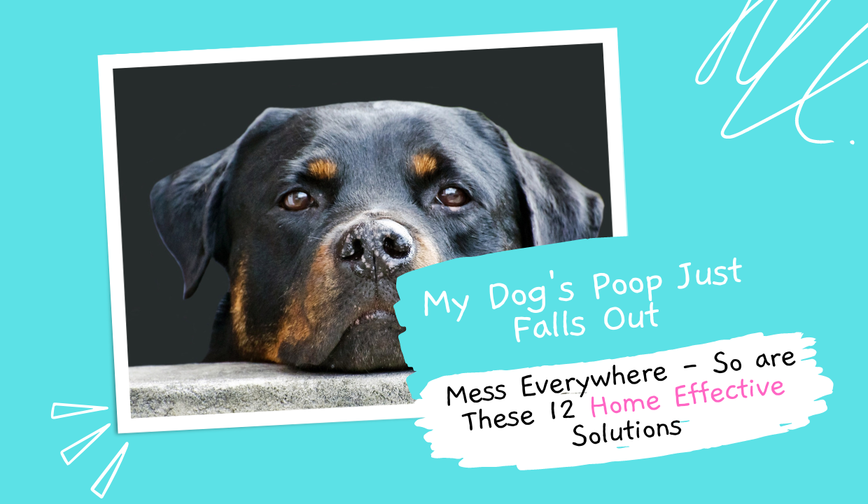 my-Dogs-Poop-Just-Falls-OUT