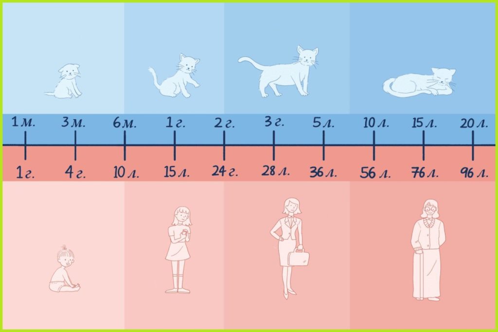 Cat age: how to determine, count, compare, features