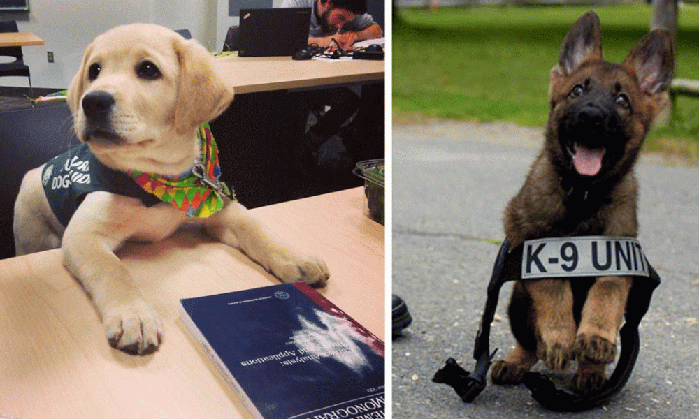 adorabili-cuccioli-al-primo-giorno-di-lavoro