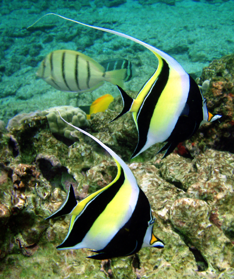 Moorish idol