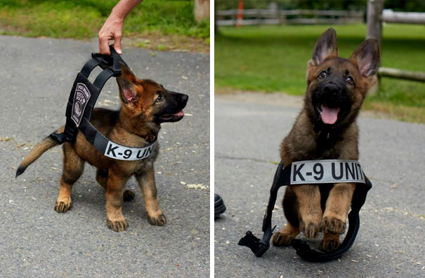 adorable puppies on their first day of work