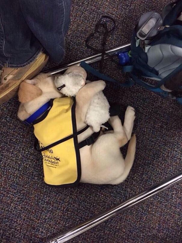 adorable puppies on their first day at work1