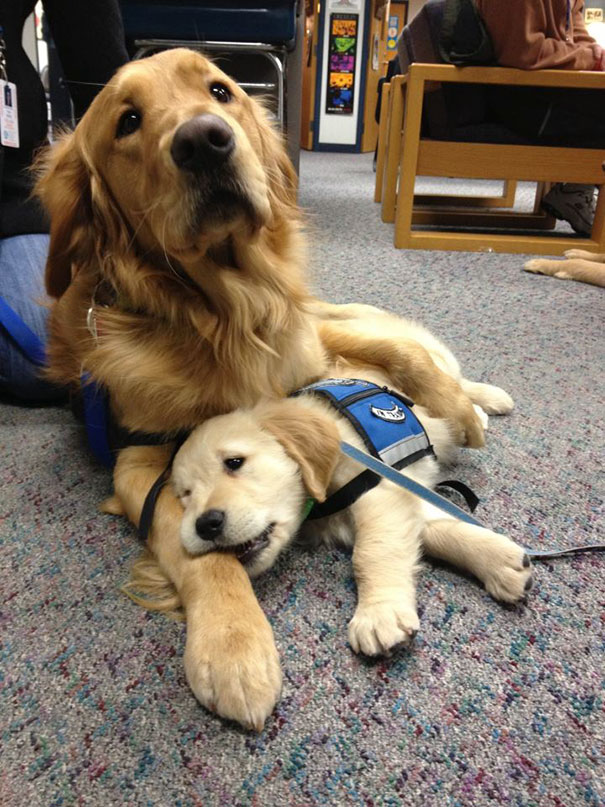 adorable puppies on their first day at work2