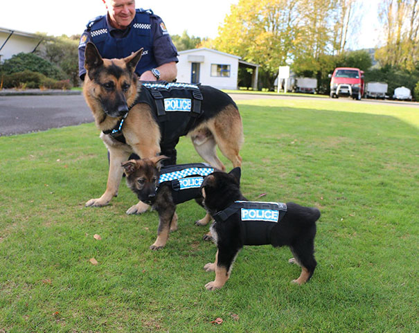 adorable puppies on their first day of work3