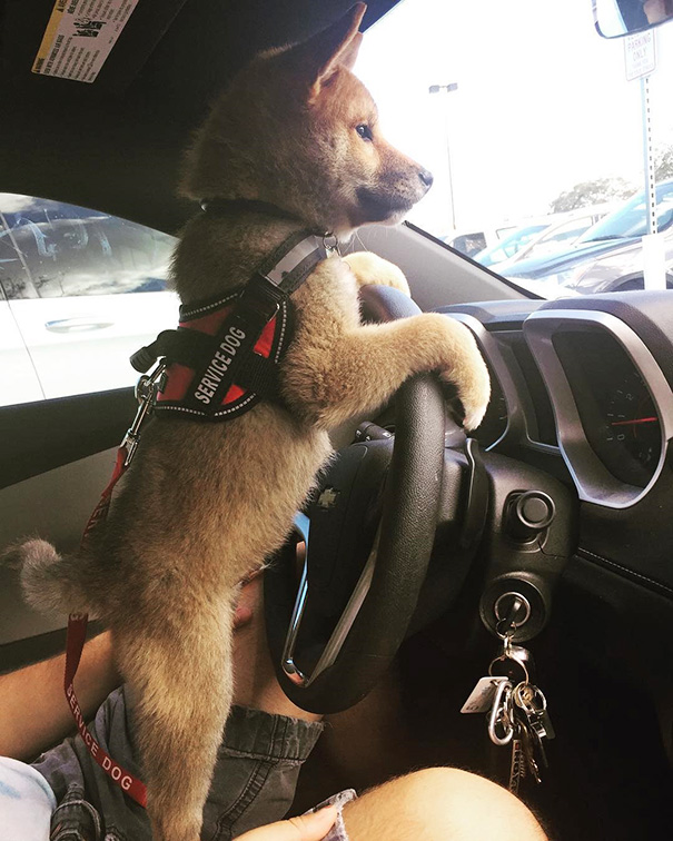 adorable puppies on their first day at work4