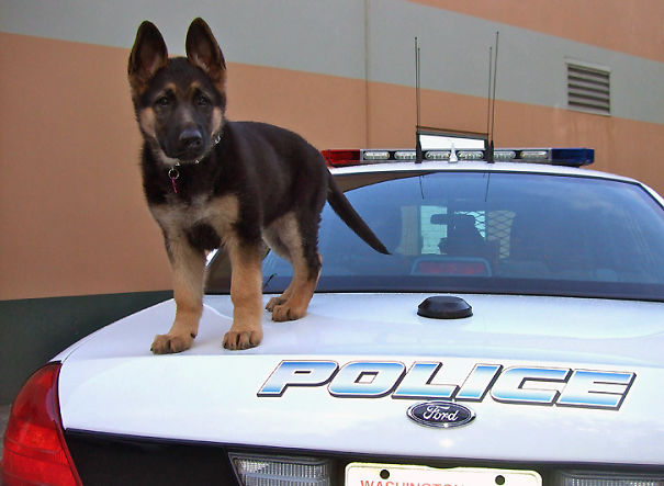 adorable puppies on their first day of work5