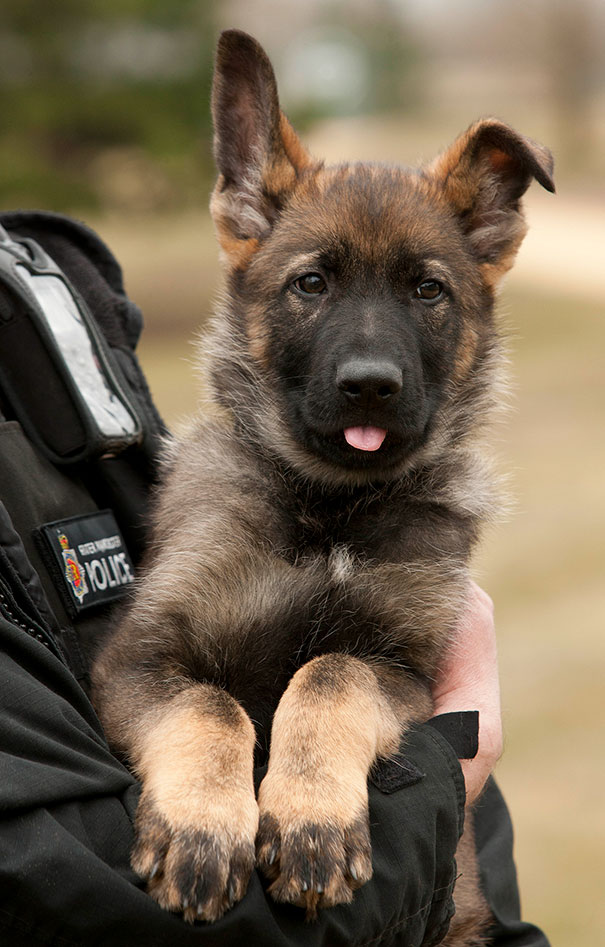 adorable puppies on first day of work 6