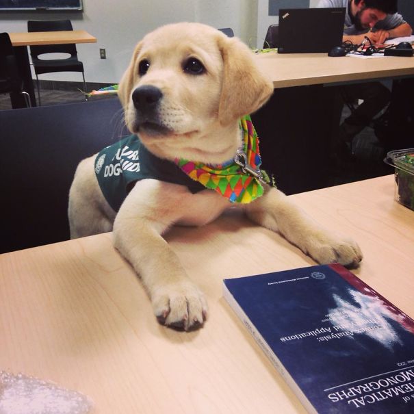 adorable puppies on their first day at work7