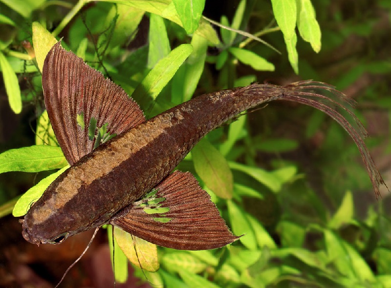 Butterfly fish