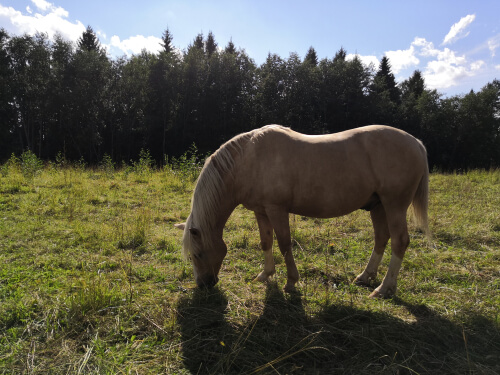 Finland's horse is lovely.