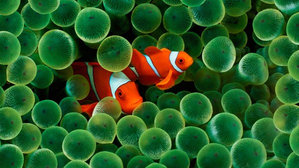 Clown fish