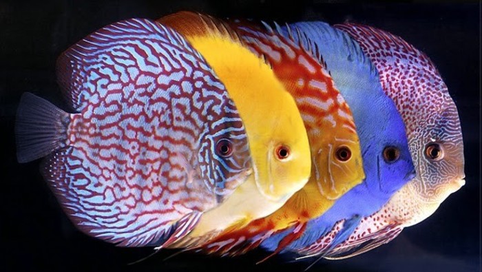 Discus