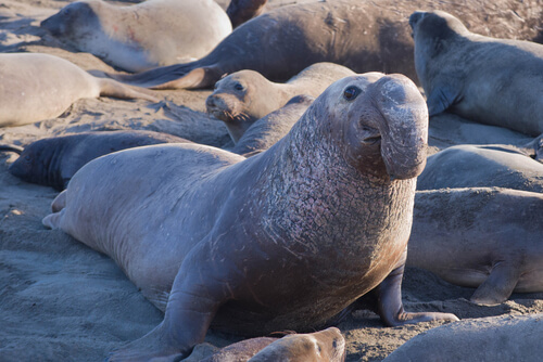 Elephant Seal: habitat