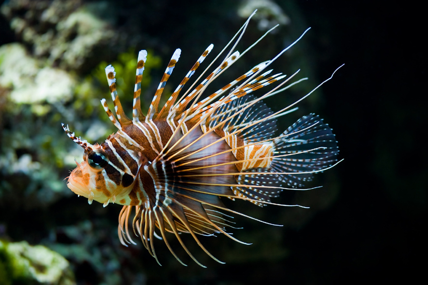 Lion fish