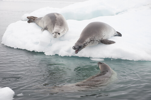 Crab seal: food