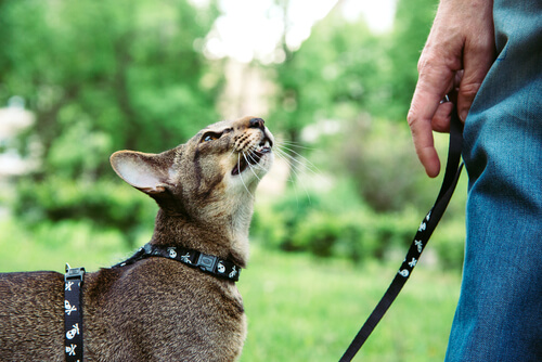 Cat walking on a leash