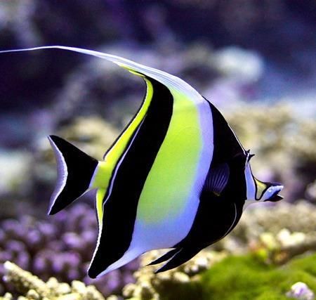 Moorish idol