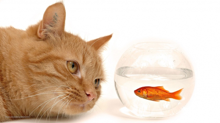 Cat and goldfish