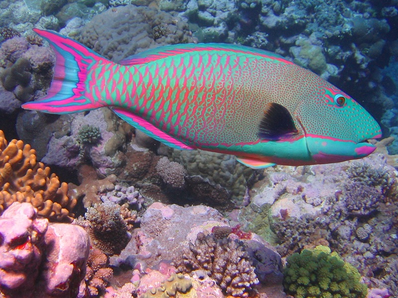 Parrot fish