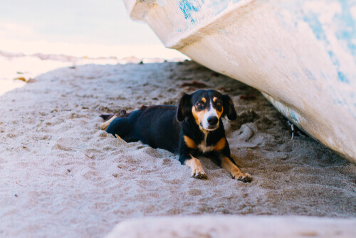 Dog in the shade