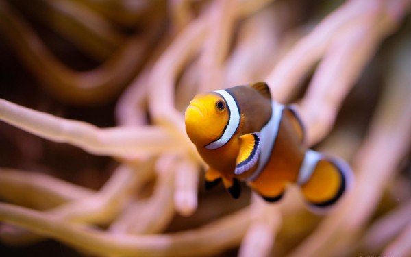 Clownfish