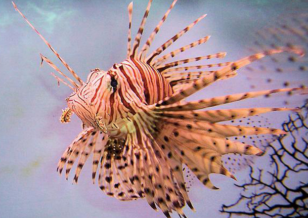 Lion fish