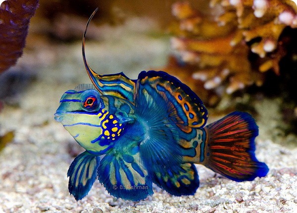 Mandarin fish