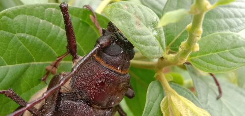 Close up of the giant titan beetle.